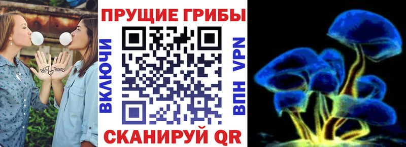 Купить закладки  Зея  Псилоцибиновые грибы Psilocybine cubensis 